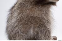 raccoon fur 0007